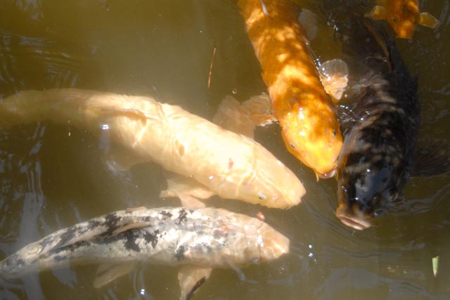 FishChat
